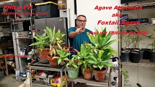 AGAVE ATTENUATA aka FOX TAIL AGAVE HEATWAVE 2020 SCORCHED MY PLANTS HOW TO CARE FOR THEM PHILA TV [upl. by Assi]