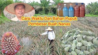 Cara waktu dan bahan pupuk pembesar buah nanas pupukpertanian pupukbuah buahbuahan [upl. by Akinahs]