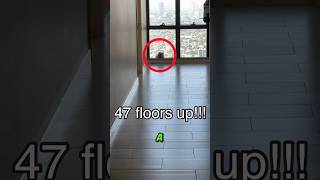 Salvó a este gato de caer desde un piso 47 😨 [upl. by Nahsin567]