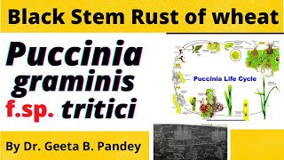 Black stem rust of wheat  History symptoms disease cycle and epidemiology [upl. by Calypso571]