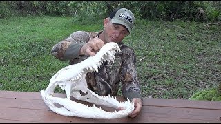 How to Euro Mount an Alligator ft Whitebone Creations [upl. by Heathcote459]