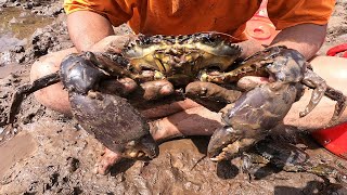 Catching Giant Mud Crab In Dark Mud Under the Coconut Farm near the sea after water went down [upl. by Htennek]