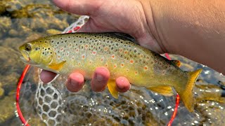 Fly Fishing Rock Creek MT [upl. by Lewin]