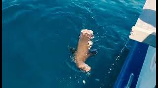 Shark attacking sea lion  Long Beach CA [upl. by Shanon]