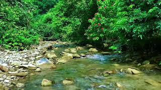 Babbling brook sounds  River sounds for sleeping relaxing ASMR [upl. by Ailadi]