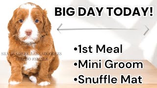 BIG DAY TODAY for our 35 Week Old Singleton Puppy  EmmaXMitchell [upl. by Prebo]