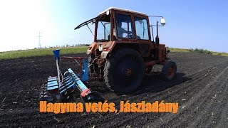 Hagyma vetés napja Jászladány [upl. by Enomar]