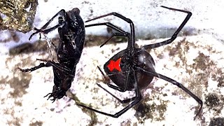 Deadly Redback Spider Count The Bites Study Vs Black Ground Beetle EDUCATIONAL VIDEO [upl. by Kristoffer]