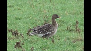 Toendrarietgans Anser serrirostris [upl. by Mord782]