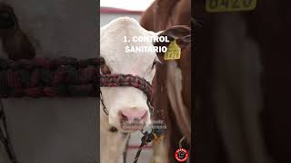 Arete SINIIGA Guía completa para ganaderos siniiga rancho ganado ganaderia campo [upl. by Azilef]