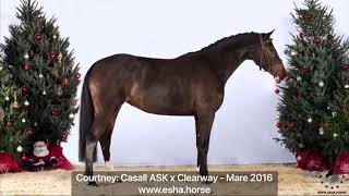 Courtney Casall ASK x Clearway [upl. by Yalonda]