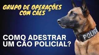 Como adestrar um cachorro policial Rotina de treinamento dos cães gcm cachorro [upl. by Anibor]