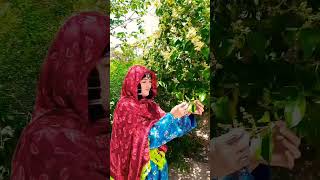 foryou hazaragiculture jaghori jaghori hazaraculture viralvideo viralshort [upl. by Nauqed]