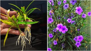 How to propagate ruellia simplex by simple cutting  Ruellia Simplex  Mexican Petunias [upl. by Hedva]