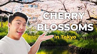 8 Incredible Cherry Blossom Locations in Tokyo [upl. by Mikael370]