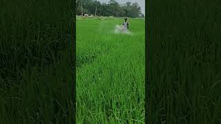 Bispyribac Sodium herbicide spray in rice field ।।rice shorts shortsfeed satyammishra5923 [upl. by Tobie]