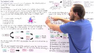 Classical Pathway of Complement System [upl. by Shaw663]