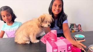 Maltipoo Puppy Essentials what we need for a maltipoo PuppyNaughtyNyla [upl. by Hsu]