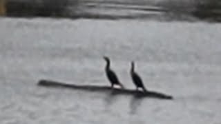 Two cormorants drifting on a log [upl. by Marlane911]