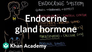 Endocrine gland hormone review  Endocrine system physiology  NCLEXRN  Khan Academy [upl. by Eiznik974]