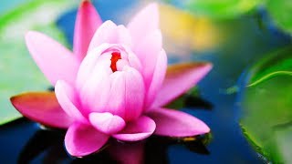 Thai Spa Music  Music for Massage Meditation Destress and Relaxation [upl. by Honeywell601]