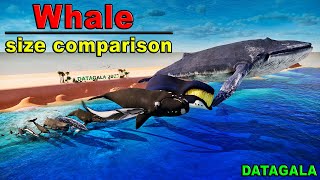 Whale Size Comparison 🐳🐋 Which whale is the biggest [upl. by Negam]