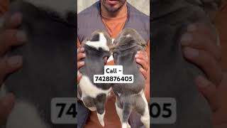 Ultimate beagle puppies for sale in Delhi ncr music hiphop trap americanstaffordshire greatdane [upl. by Tavis]