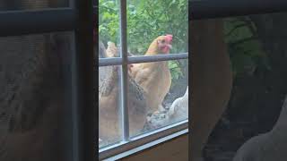 Chickens peeking into the house [upl. by Niels]