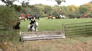 Opening Day Fox Hunt  Jumping a coop [upl. by Sanalda]