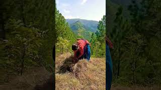 Uttarakhand village life  new Kumaoni song trending  patkot ki Sunita shortvideo dance 👌🥰☺️😊😍🤗🥰 [upl. by Braun403]