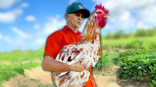 Farmer Accidentally Raises Giant Chicken [upl. by Estes]