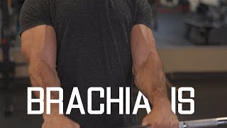 How To Grow WiderThicker Biceps  Brachialis Exercises [upl. by Eenerb]