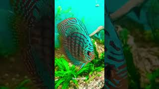 altum carnation discus  discusfishtank discusfish fishkeeping fishtank [upl. by Ardin]