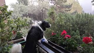 Border Collie barking at rain [upl. by Nnilsia959]