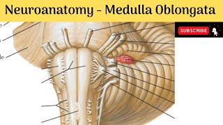 Medulla Oblongata  External Features  Internal features  Blood Supply  Clinical correlations [upl. by Llenna465]