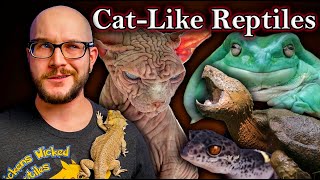 5 Reptiles That Act Like Cats  Allergy Free Cuddly Plotting Your Death Probably [upl. by Atniuq667]