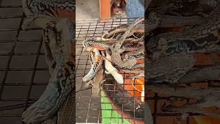 Country Chef Cook Lizards Typte with Yummy Recipes CookLizard RuralChef EatingLizard [upl. by Philbert]