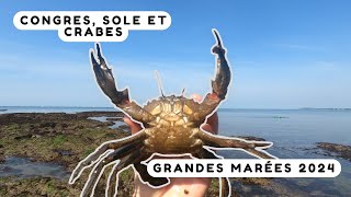 Pêcher des crabes en Bretagne cest pas compliqué  Grandes marées 2024 [upl. by Bigford]