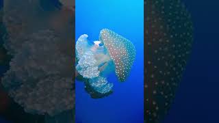 WOW Beautiful Jelly Fish [upl. by Kung]