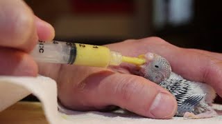 How To Hand Feeding Baby Budgies [upl. by Bruni]