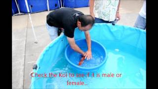 How to tell if your Koi is Male or Female [upl. by Arte]