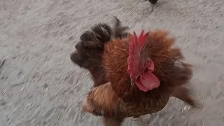 Angry Rooster Crowing in Anger Attacking on Me For his Hen in My Captivity [upl. by Fanni]