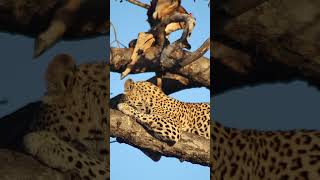 Leopardess with her kill nature adventure relaxingmusic love animals wildlife safarilife [upl. by Llerryt45]