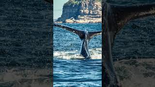 Beyond Time Bowhead Whale Lifespan Unveiled 🐋  Secrets of the Oceans Centenarians [upl. by Oicafinob]