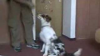 Dog Clicker Training  Teaching the Sit CUe [upl. by Assilla219]