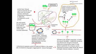 CORSO DI BIOCHIMICA  LEZIONE 28 DI 47  METABOLISMO DEI LIPIDI  PARTE 1 [upl. by Innep]