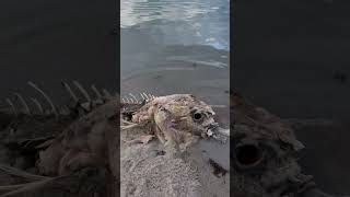 What is THAT Massive spooky seabeast washes up after storm [upl. by Bertha]