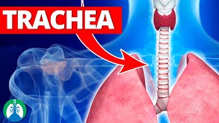 Trachea Medical Definition  Quick Explainer Video [upl. by Neehar]