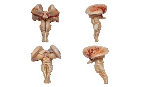 Mesencephalon Midbrain ENG [upl. by Evod]