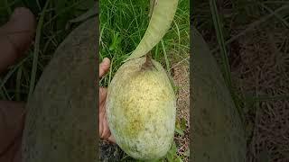 shorts viralvideos 4kgmangofruitplantavilable [upl. by Leumek]